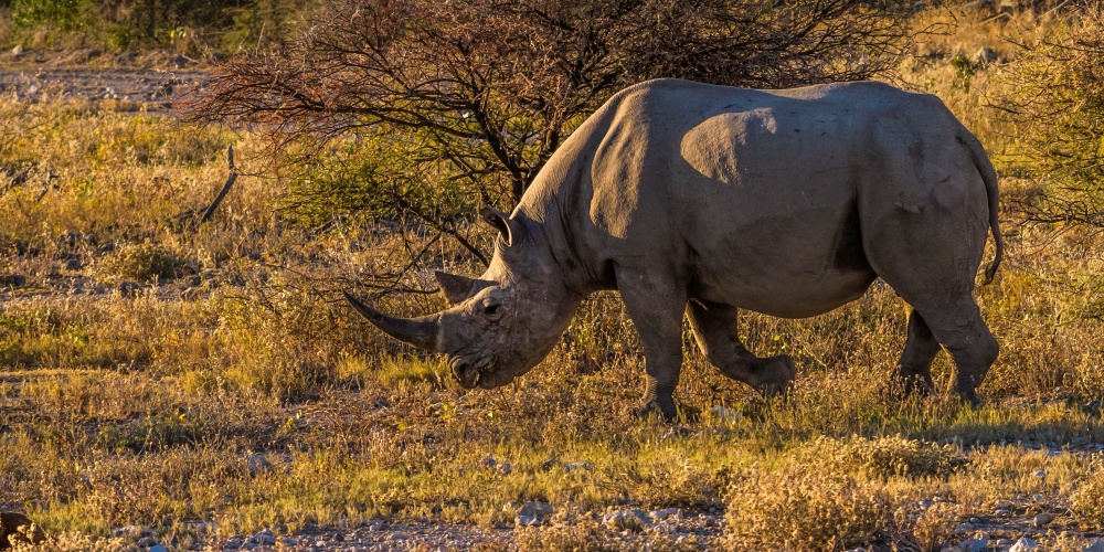 Nashorn im Etosha Nationalpark in Namibia