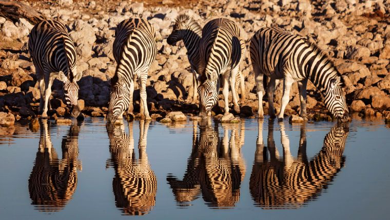 Zebras trinken aus einem Wasserloch im Etosha Nationalpark in Namibia