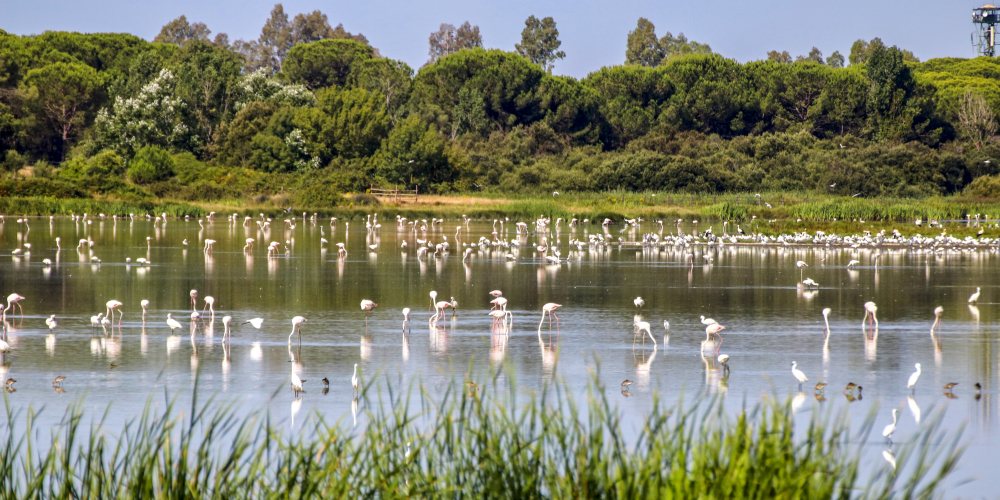 Flamingos im Coto de Donana Nationalpark an der Guadalquivir-Mündung in Andalusien