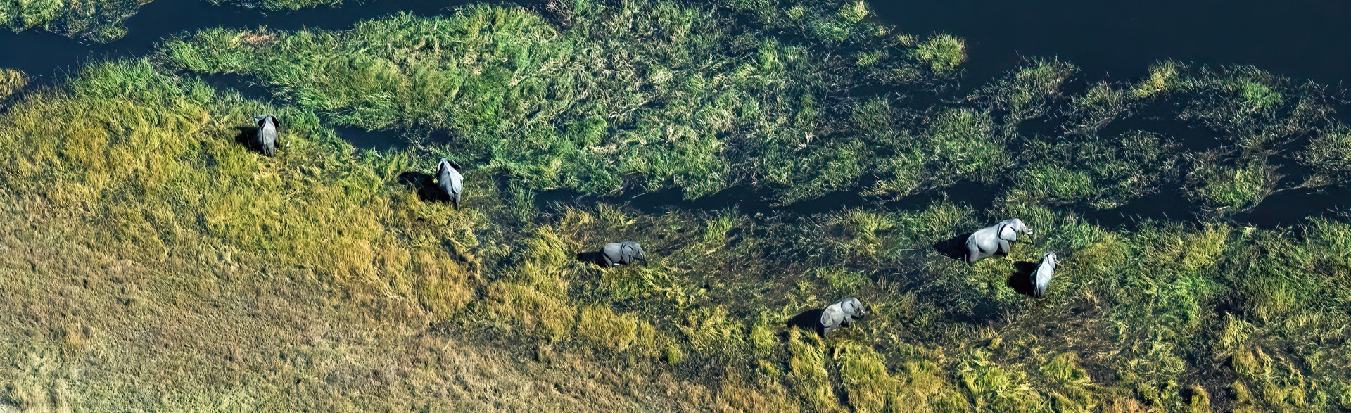 Das Okavango-Delta: Oase aus Palmen und Papyrus