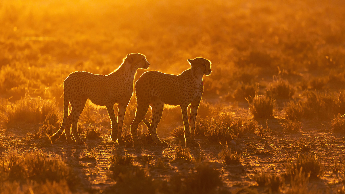  Kgalagadi Geparden Gegenlicht Südafrika