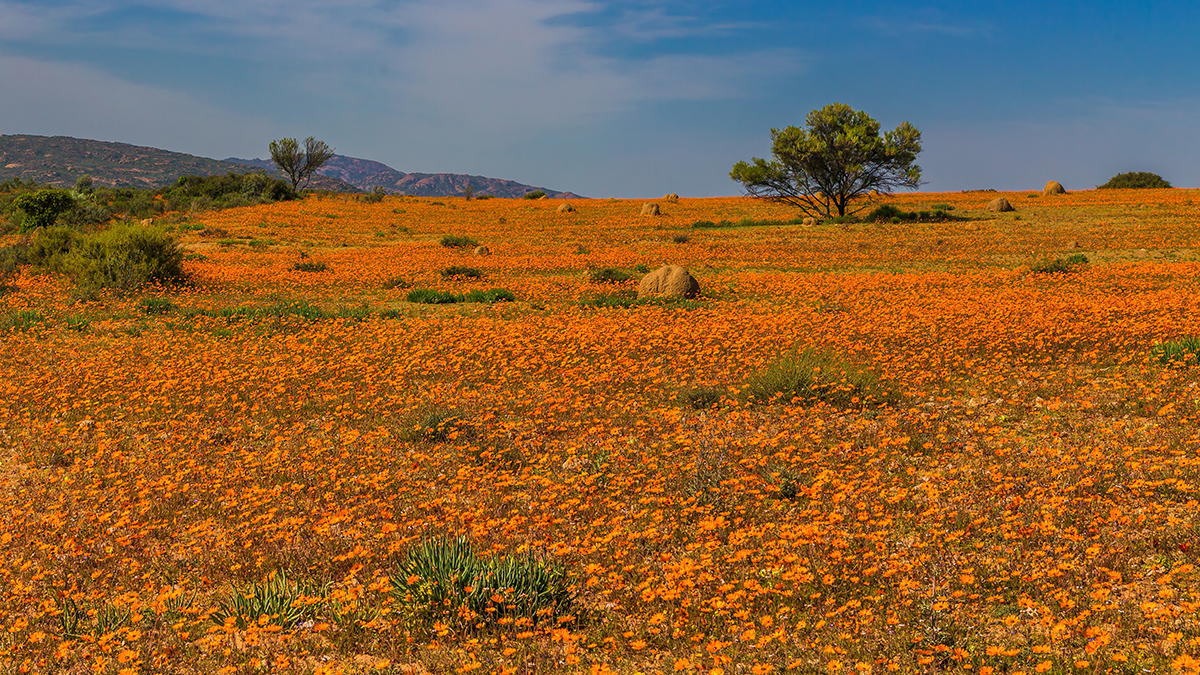 Namaqua Bluehende Wueste Südafrika