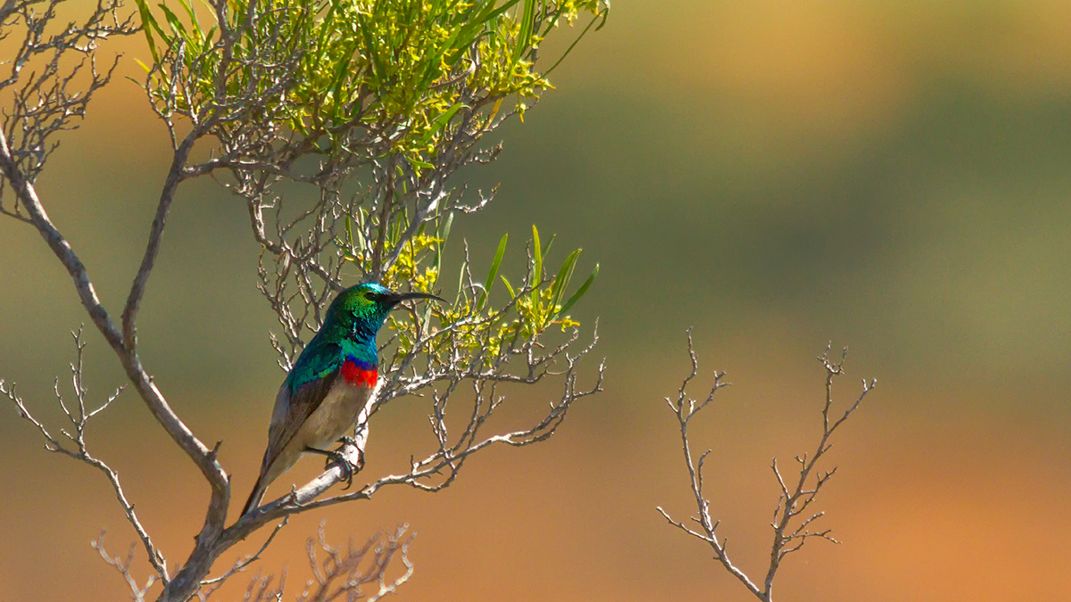  Namaqua Nektarvogel Südafrika