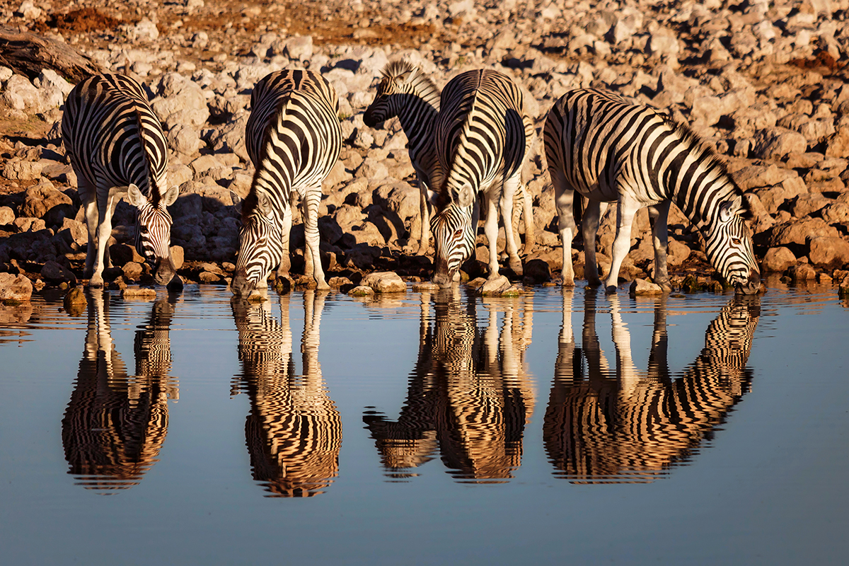 Okaukuejo Zebras am Wasserloch Etosha Namibia