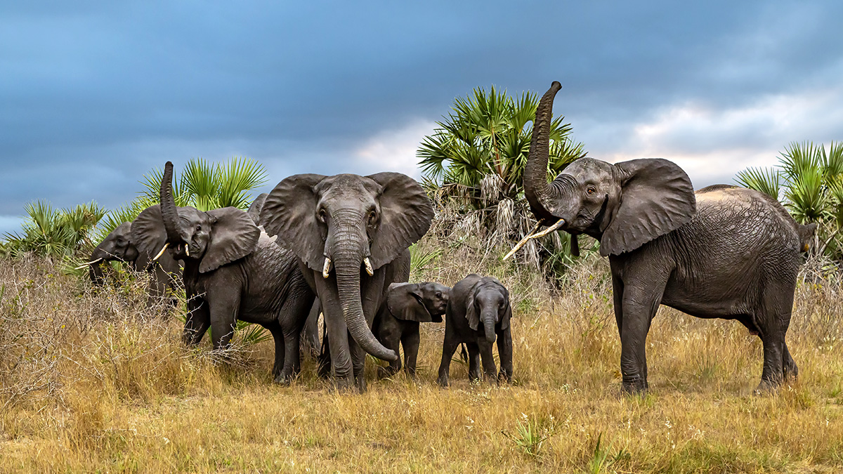  Tembe Elefanten am Abend Südafrika