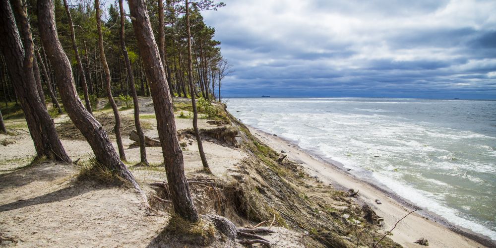 Bäume an der Ostsee an der Kurischen Nehrung in Litauen