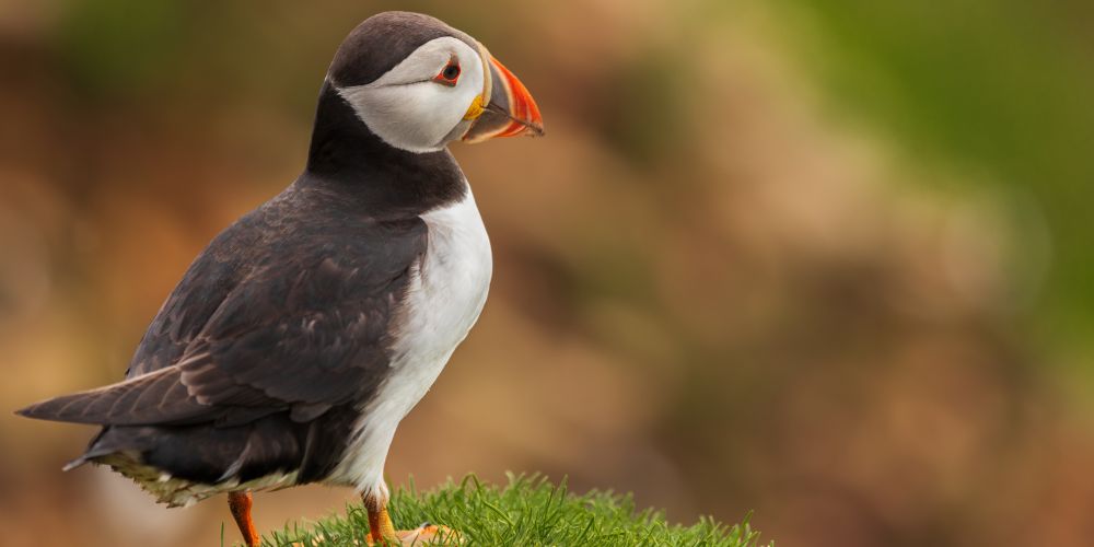 Putziger Papageientaucher auf Island