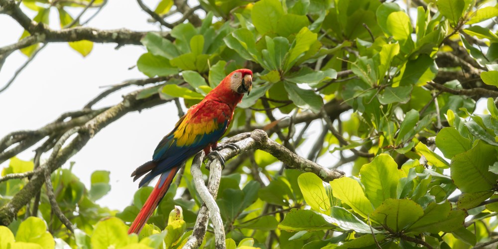 Ara-Papagei im Dschungel von Poor Mans Paradise in Costa Rica
