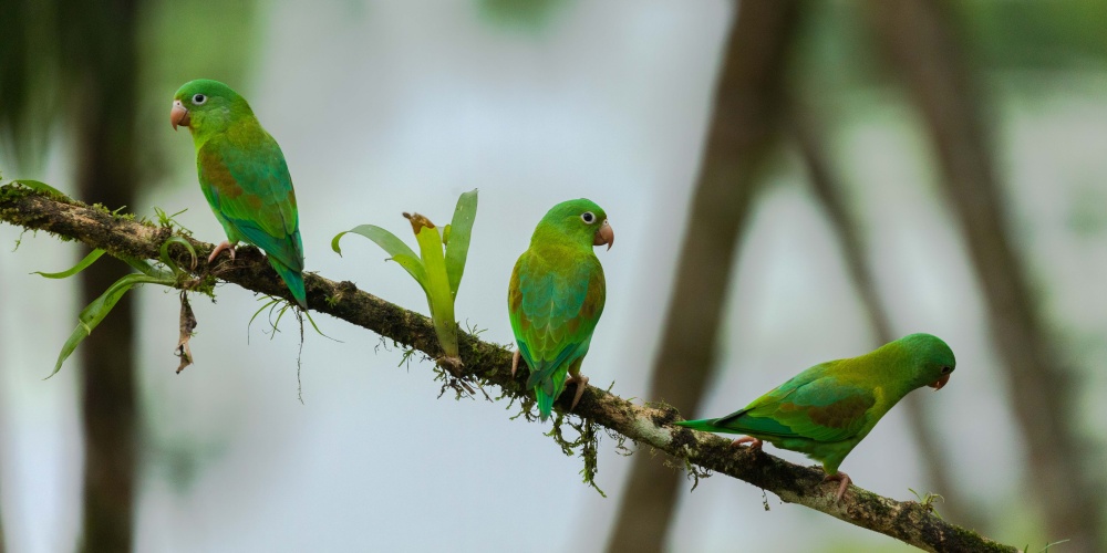 Papageien Boca Tapada im Dschungel Costa Ricas