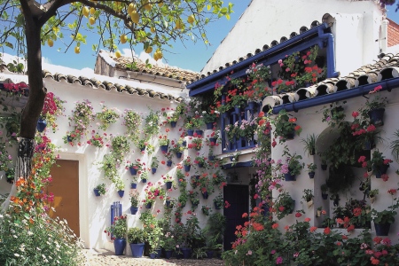Blumen in einem Innenhof in Cordoba in Andalusien Spanien