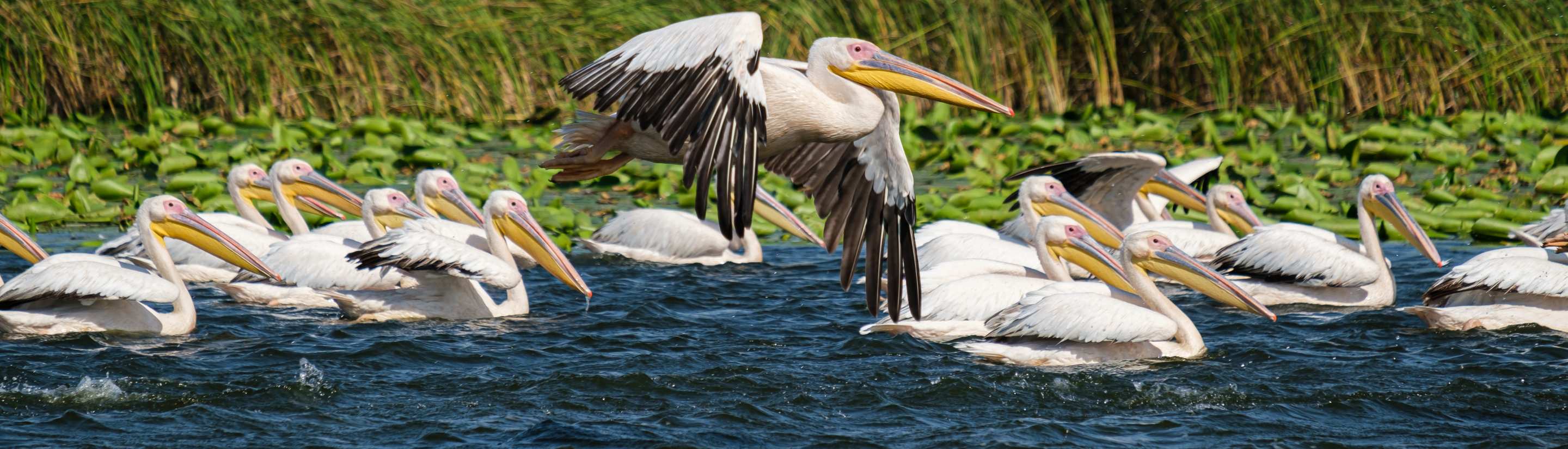 Donaudelta: Naturparadies am Schwarzen Meer