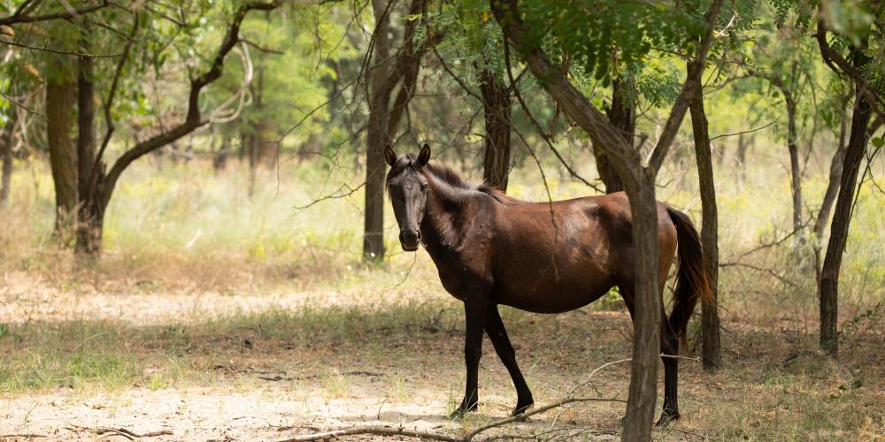 Wildpferd im Letea-Wald im Donaudelta in Rumänien