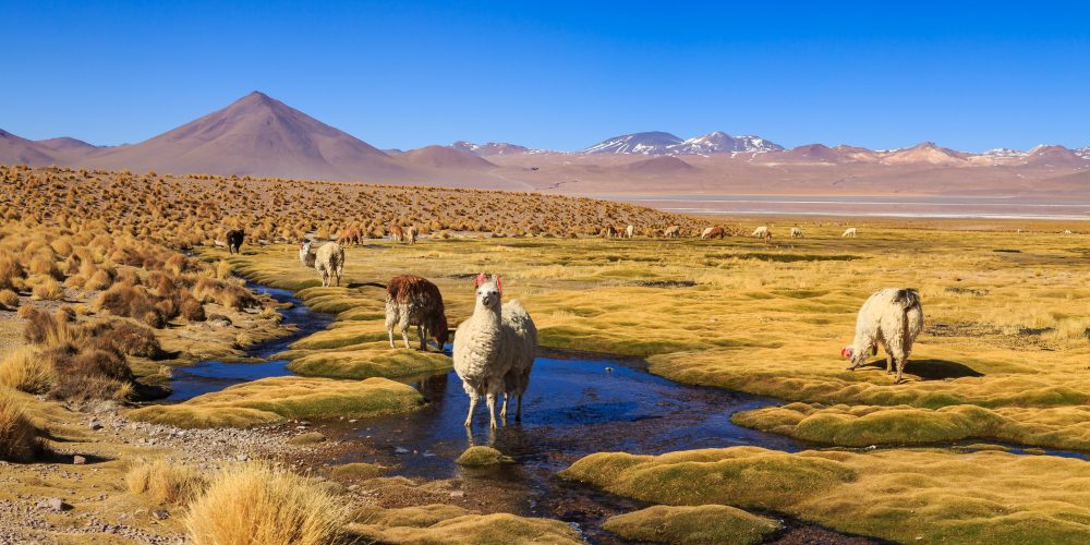 Lamas im peruanischen Altiplano in Südamerika