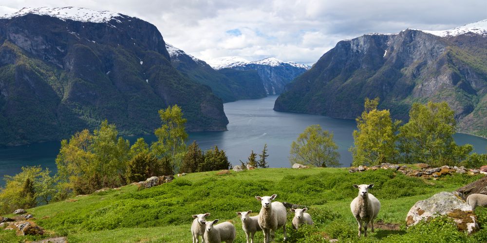 Schafe weiden am Aurlandsfjord in Norwegen