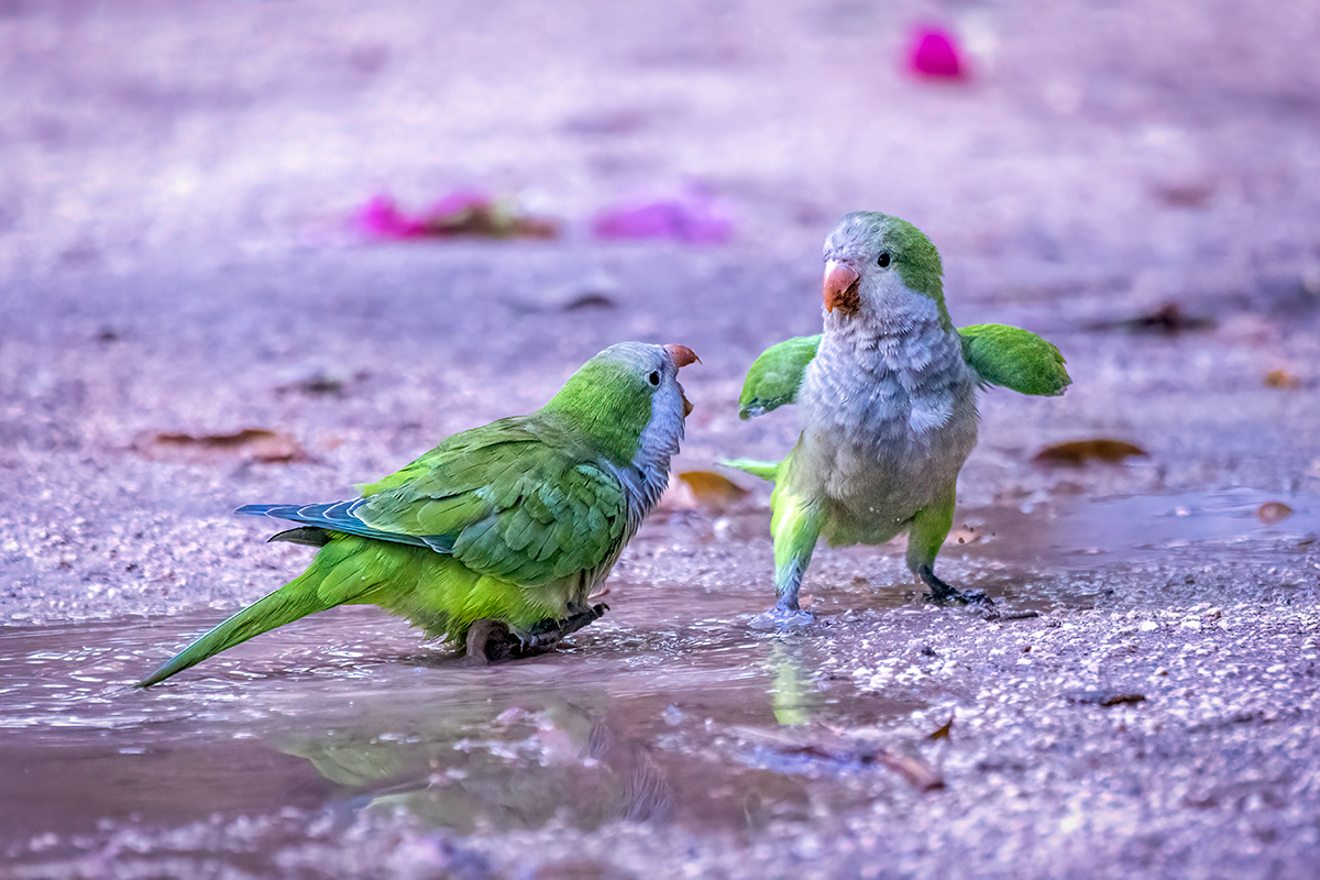 Andalusien Malaga Papageien Paar Pfütze Streit