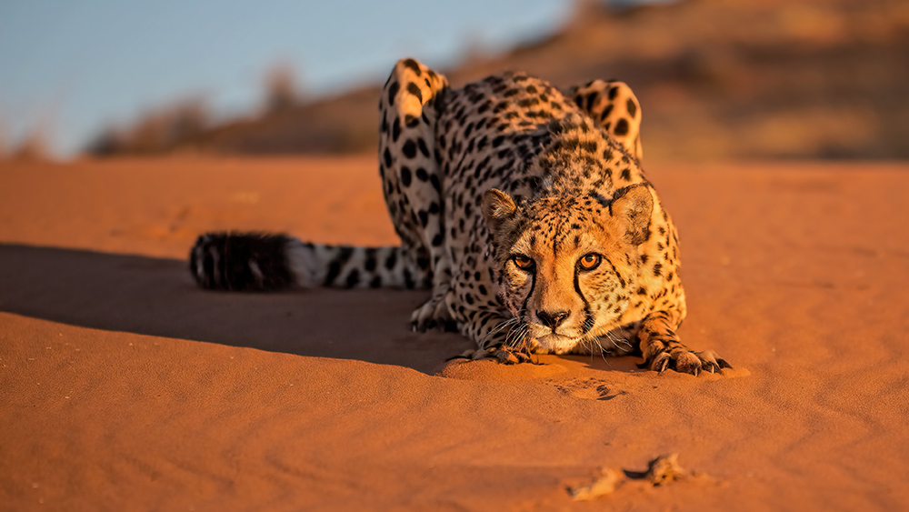 Gepard auf der Duene Namibia Portrait 