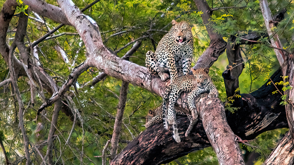 Leopardenfamilie im Krueger Nationalpark von Südafrika