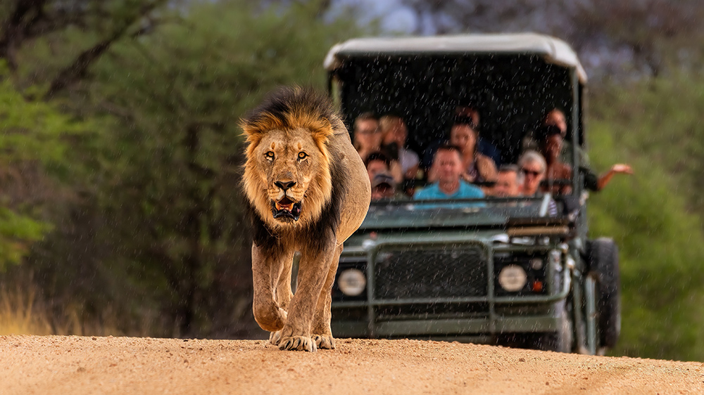 Maennlicher Loewe vor Safarifahrzeug Namibia Erindi