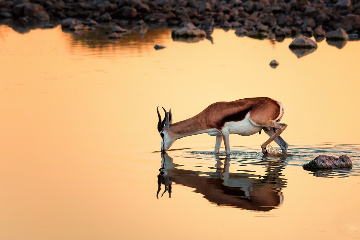  Namibia Etosha Springbock Wasserloch Afrika Sonnenuntergang