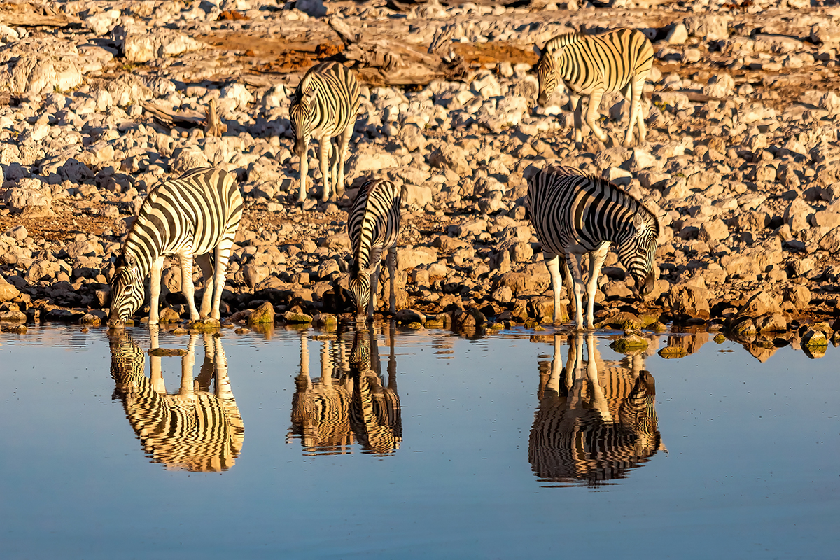 Namibia Etosha Zebras Spiegelung Okaukuejo