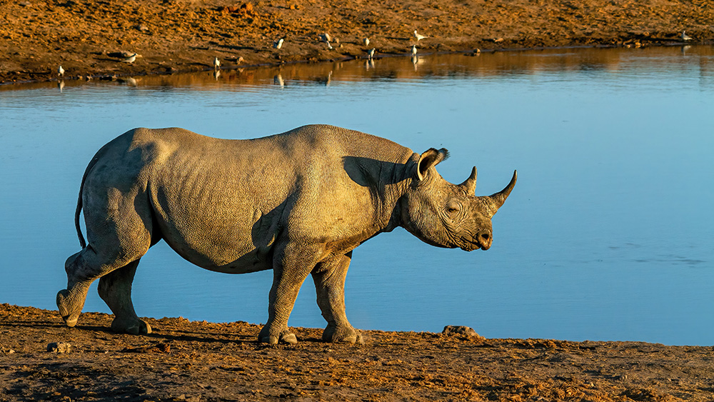  Nashorn im Etosha Namibia Wasserloch Abendlicht