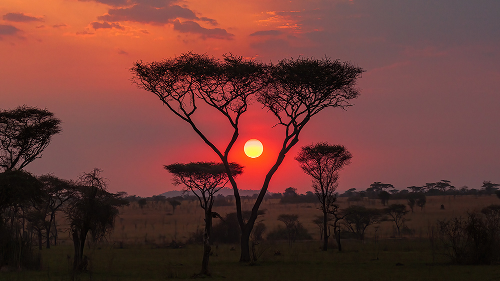 sonnenuntergang tansania baum roter himmel