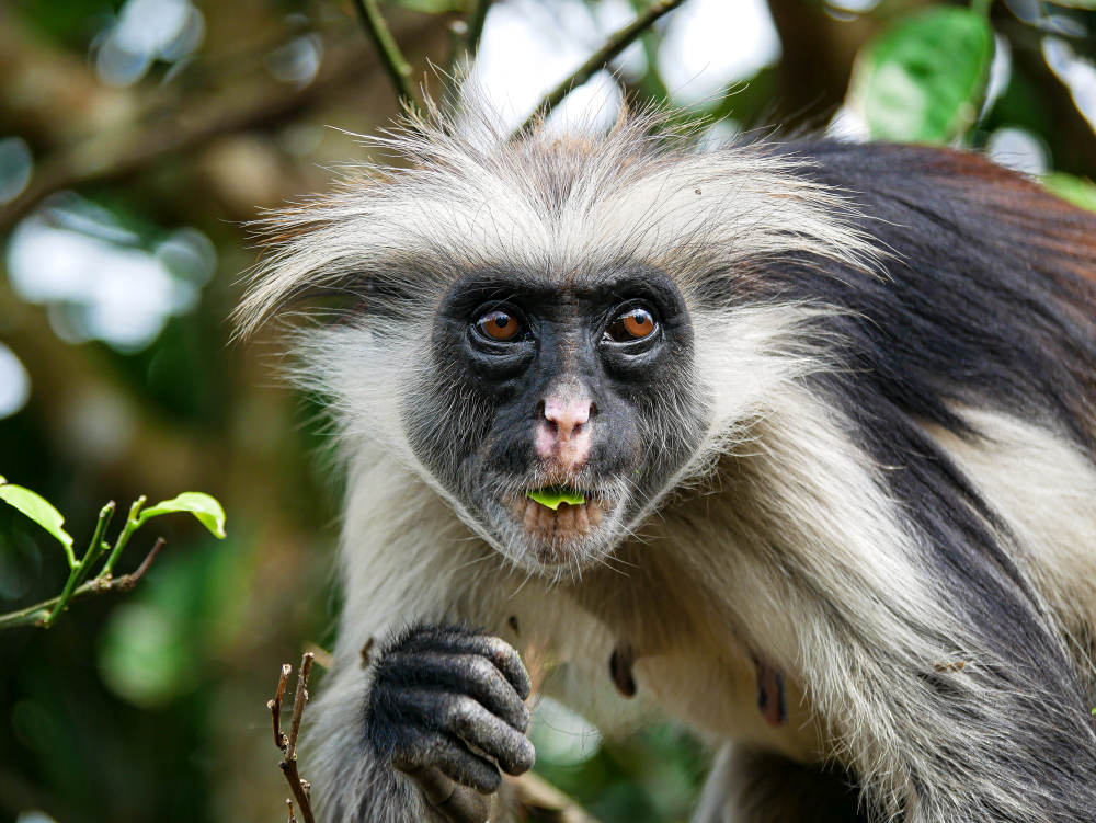 Colobus-Affe auf Sansibar, Tansania