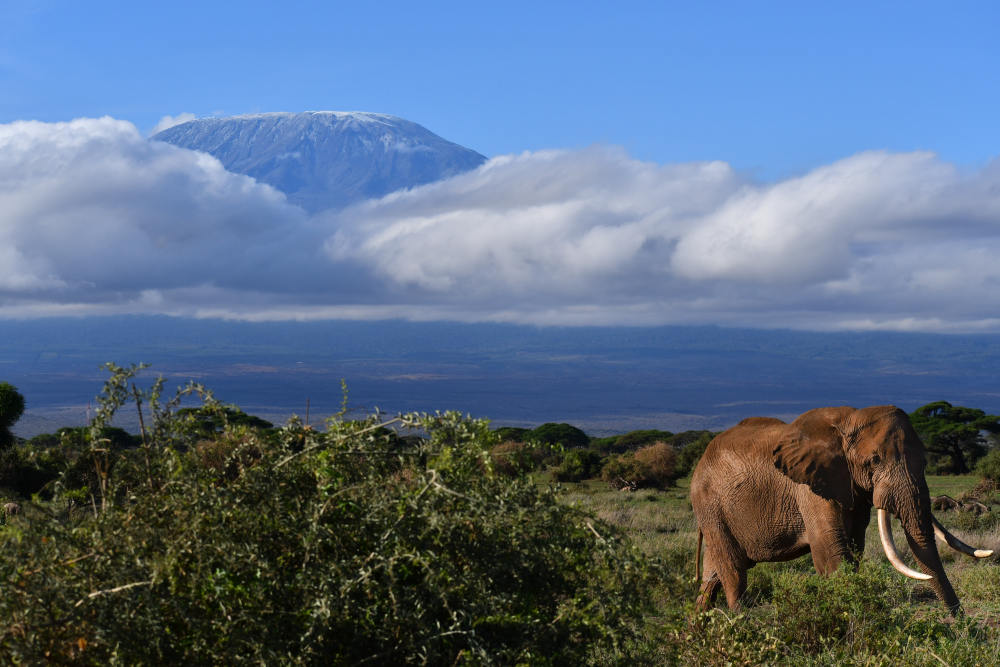 Elefant vor dem Kilimandscharo im Amboseli NP Kenia