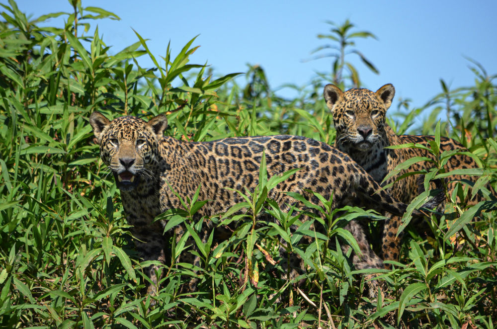 1. Platz TARUK Fotowettbewerb 2020: Jaguare im Pantanal 