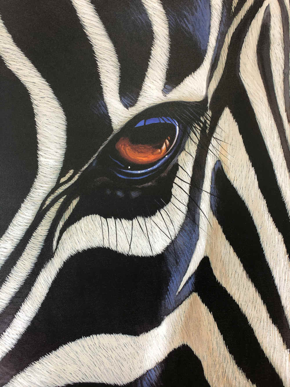 Auge eines Zebras in Südafrika