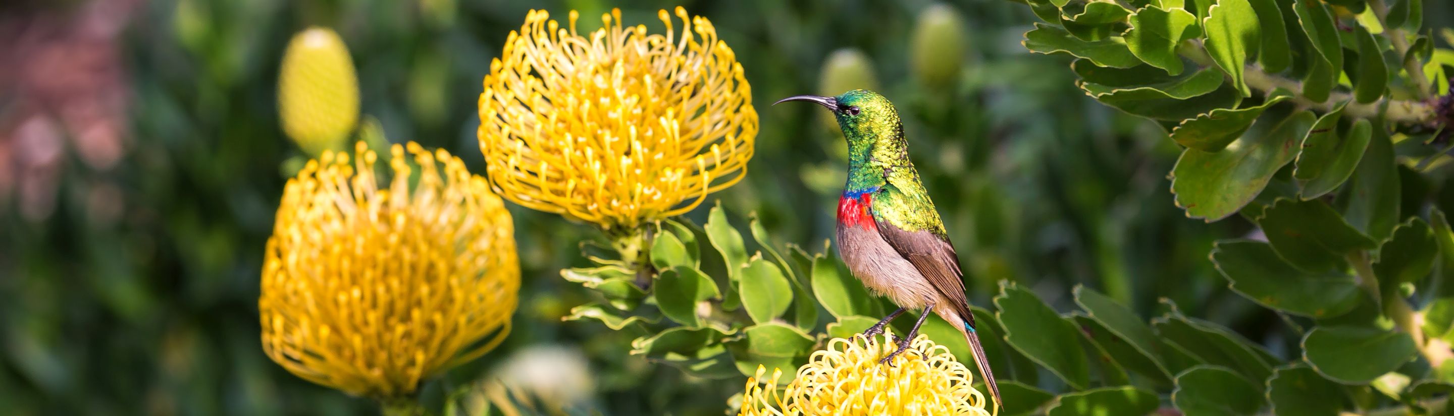 Garden Route Südafrika