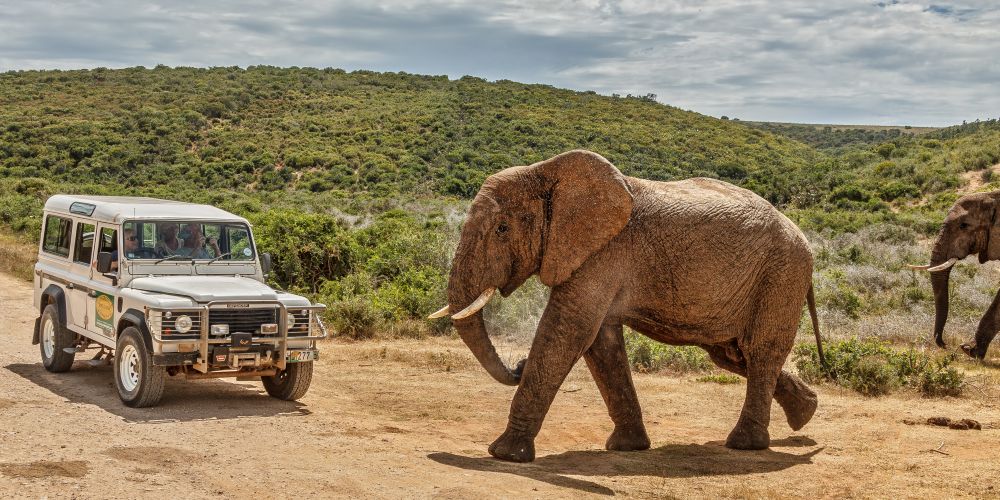 Elefanten bei Game Drive im Addo Elephant Park in Südafrika