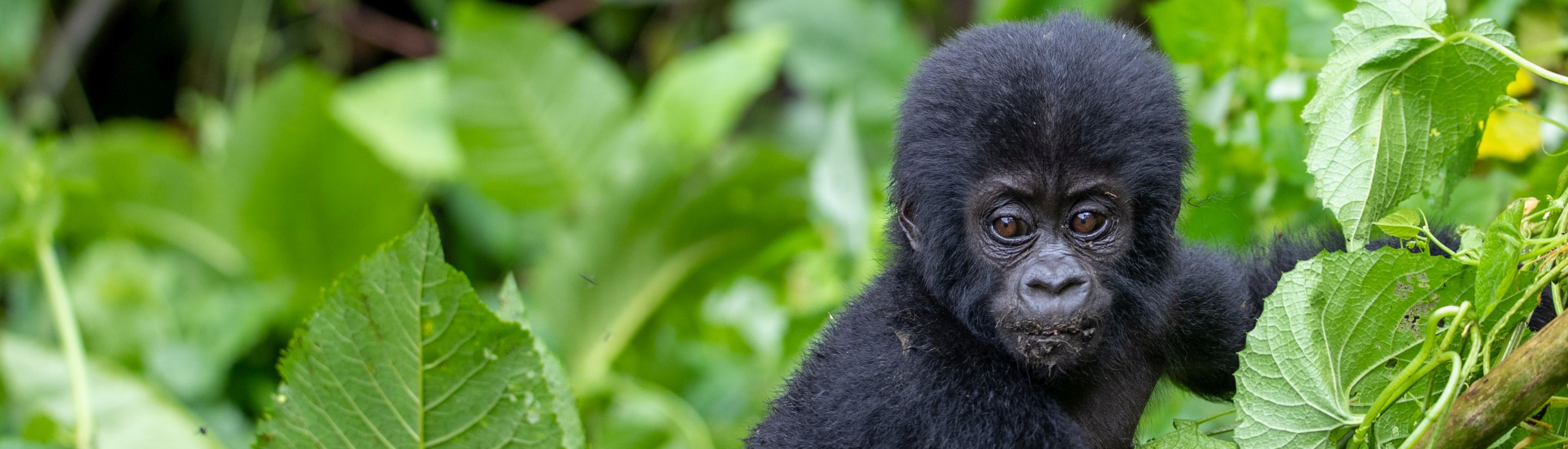 Gorilla Trekking Uganda & Ruanda