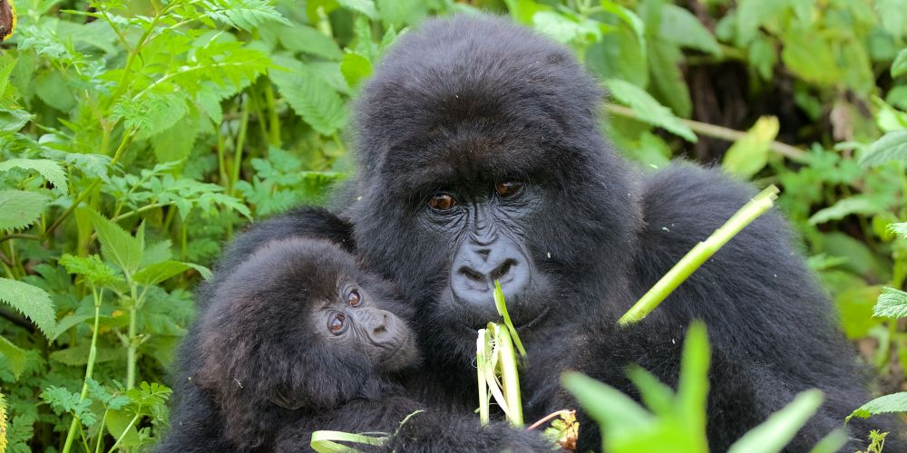 Gorilla mit Baby beim Essen im Bwindi Impenetrable Forest Nationalpark in Uganda