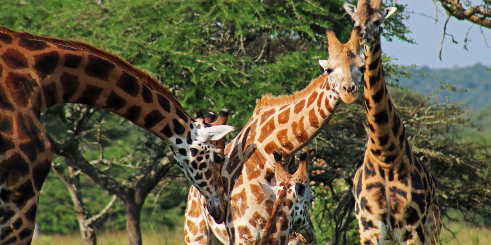 Giraffen im Lake Mburo Nationalpark in Uganda