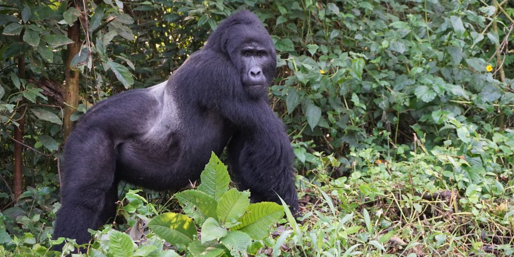 Silberrücken im Bwindi Impenetrable Forest Nationalpark in Uganda