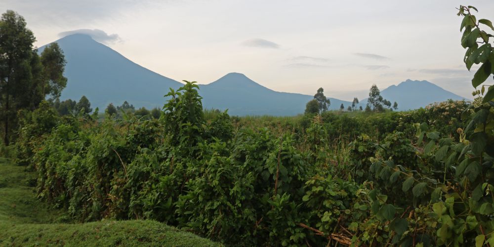 Regenwald mit Virunga-Vulkanen im Hintergrund