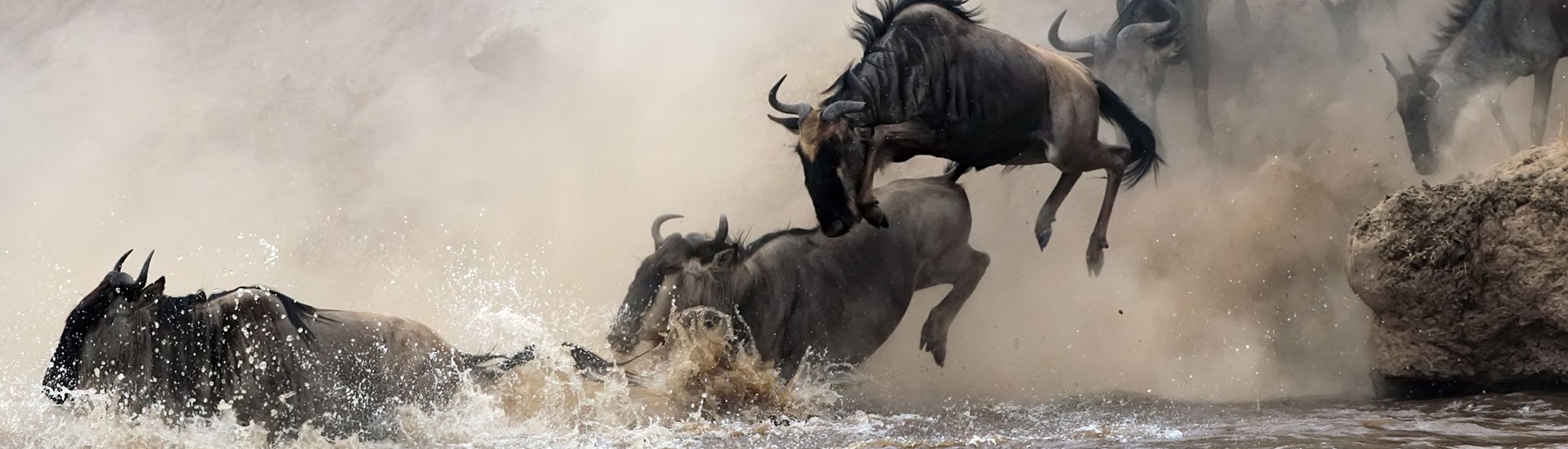 Great Migration Serengeti