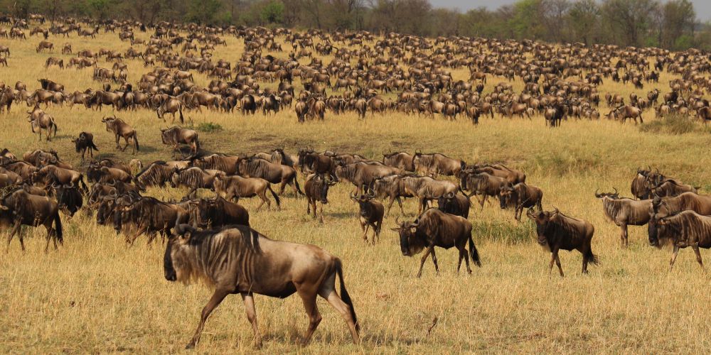 Gnu-Herde Serengeti