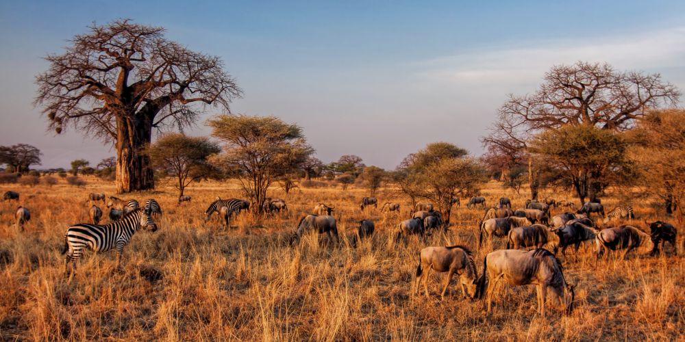 Zebras und Gnus in der Serengeti