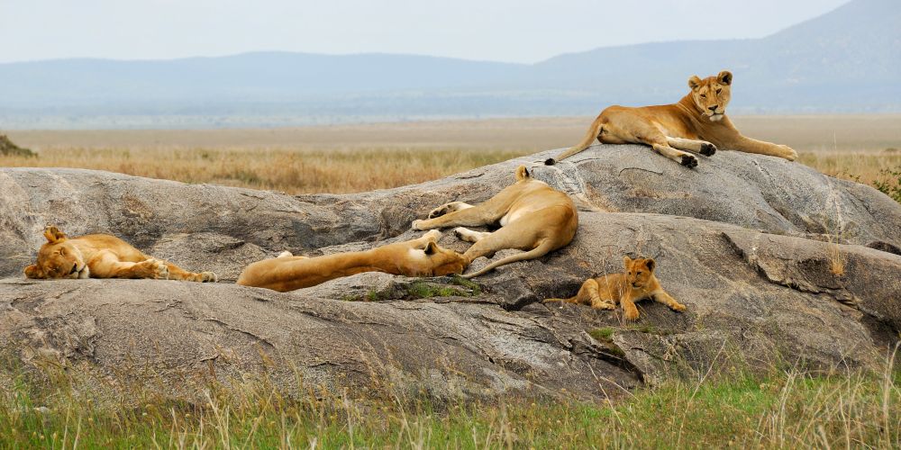Löwen auf einem Stein in der Serengeti