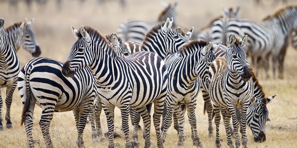 Zebras in der Serengeti