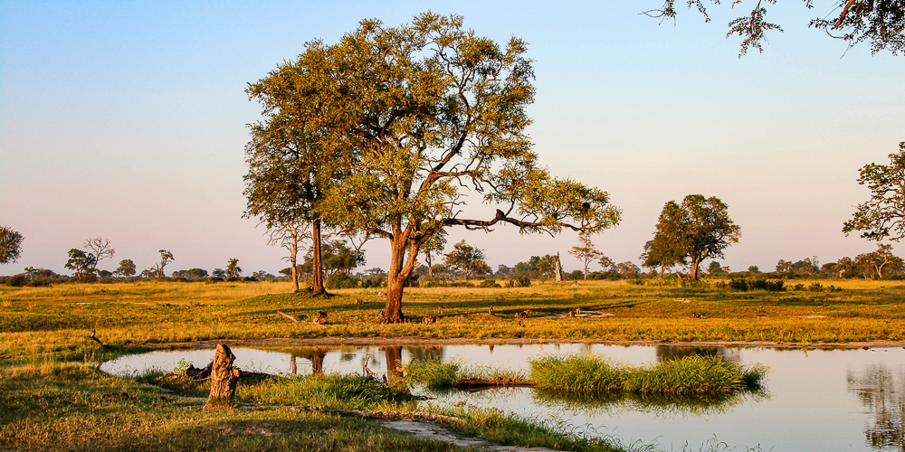 Bäume im Hwange Nationalpark
