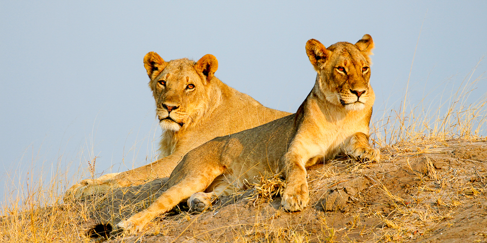 Löwinnen liegen auf einem Hügel im Hwange Nationalpark in Simbabwe