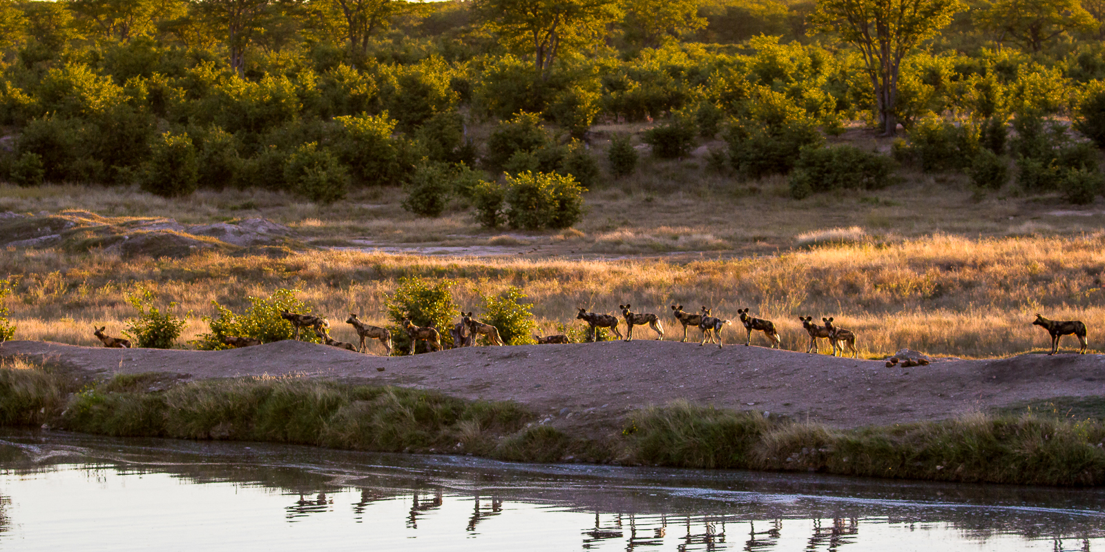 Wildhunde im Hwange Nationalpark