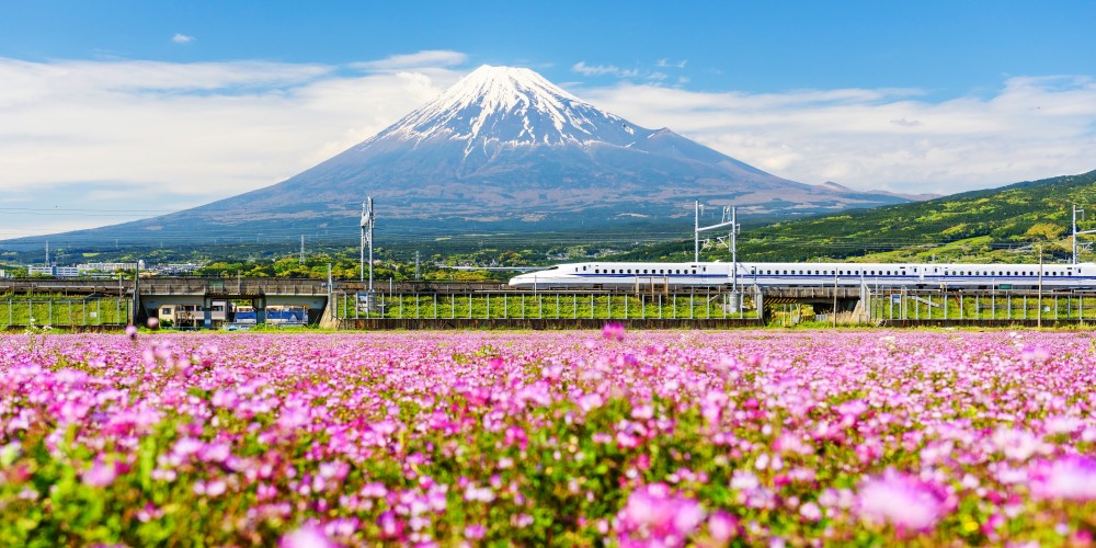 Shinkansen-Zug zwischen blühendem Feld und dem Fuji in Japan