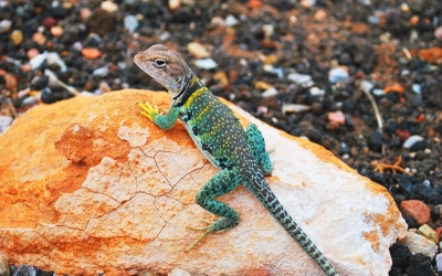 Ein Gecko auf einem roten Stein