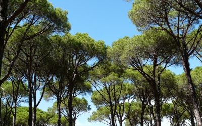 Pinienbäume in einem Pinienwald mit blauem Himmel