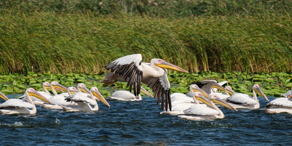 Pelikane im Donau-Delta in Rumänien Europa