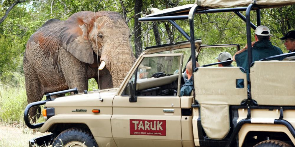 Safari-Fahrzeug mit Elefant im Kruger Nationalpark in Südafrika